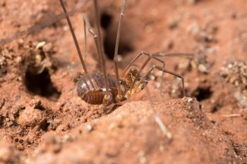 Media type: image;   Invertebrate Zoology 151614